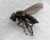 Fannia atripes
